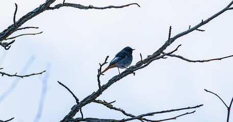 bird on a branch