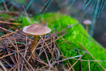mushroom in the grass
