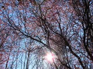 Pink cherry or red plum blossom with black branches on bright blue sky as background and sun flare