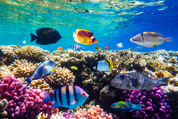 Différents poissons tropicaux sur un récif de corail en Mer Rouge