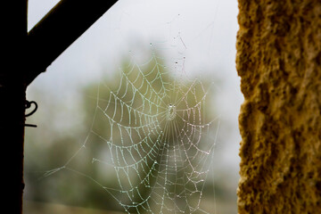 spider web with dew drops
