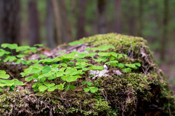 Small green grass leaves in the woods on a tree trunk
