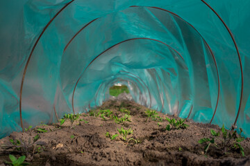 Long and narrow greenhouse with some spruces of vegetation in it and brown soil
