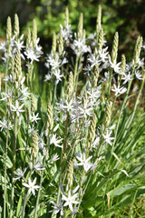 Asphodelus albus au jardin au printemps