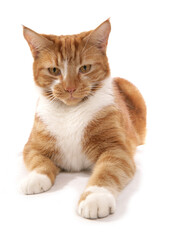 Obraz premium ginger cat laying
