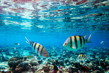 Obraz na płótnie Canvas Sergeant Major Fish school on a coral reef i