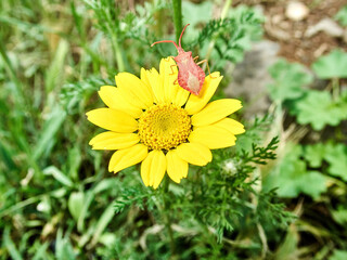 Species Gonocerus acuteangulatus - insect on a pretty yellow flower