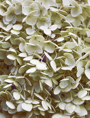 White Anabelle Hydrangea in Bloom