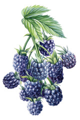 Ripe blackberries on a branch, isolated white background. Watercolor botanical illustration, Floral design elements