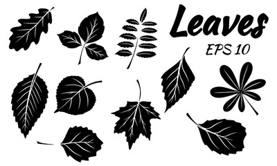 Collection of green leaves. Leaves of different shapes. Carved leaves. Silhouette.