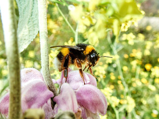 Open-tailed bumblebee nectar. The black-tailed bumblebee or bumblebee (Bombus terrestrial) is one of the most numerous species of bumblebees in Europe.