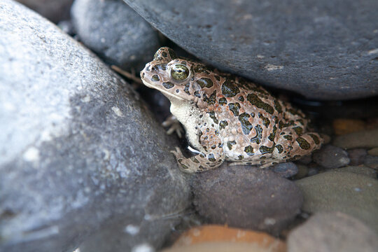 toad under the stone