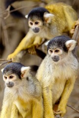 Group of Golden Squirrel Monkey (Saimiri sciureus) Pampas del Yacuma, Bolivia.