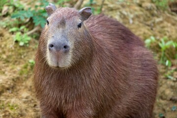 Close  up front on portrait of Capybara (Hydrochoerus hydrochaeris) in Pampas del Yacuma, Bolivia.