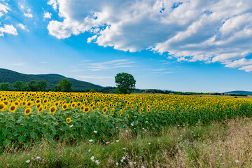 sunflowers in the meadow in italy during the summer