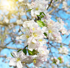 Apple tree flowers on the sky background.