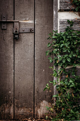 Green Ivy and vintage door with lock. 