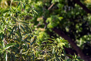 Brotogeris jugularis - catalnica - Perico Barbinaranja