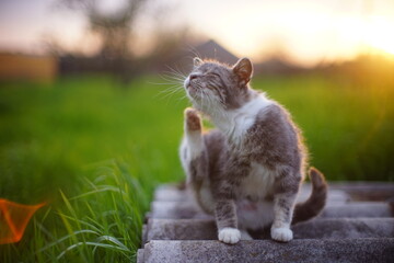 Turtle cat paw scratch fleas behind the ear in sunset spring garden