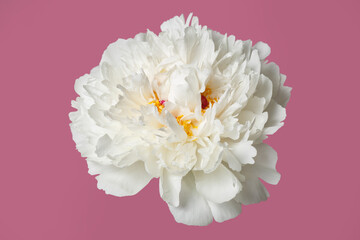 Delicate peony flower isolated on pink background.