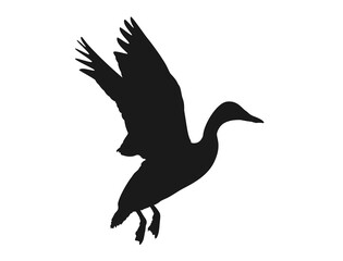 Silhouette of a duck flying at a height and opening its wings