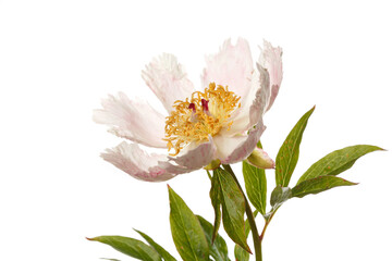 Delicate pale pink simple peony flower a isolated on a white background.