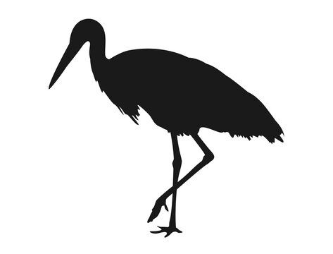 Silhouette of a crane looking for fish