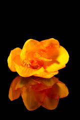 Flower of beautiful yellow freesia isolated on black background, mirror reflection