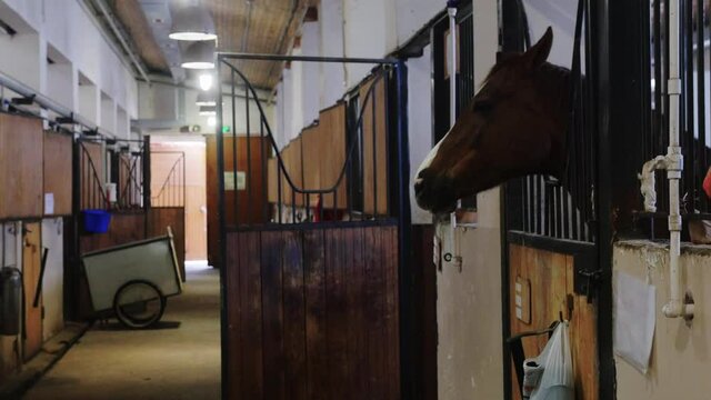 Equestrian - brown horse stands in the stall