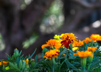 marigold backdrop