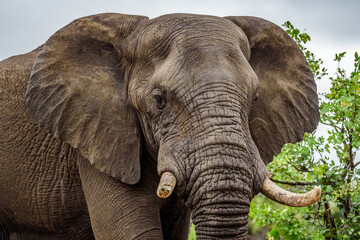 Fototapeta na wymiar The African bush elephant (Loxodonta africana) in National park Kruger in South Africa.