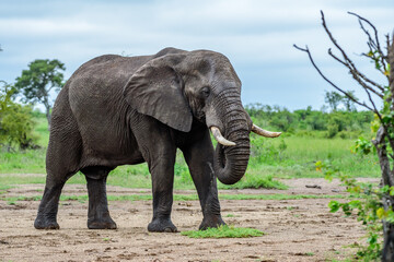 Fototapeta na wymiar The African bush elephant (Loxodonta africana) in National park Kruger in South Africa.