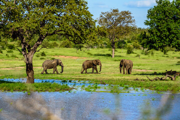 The African bush elephant (Loxodonta africana) in National park Kruger in South Africa.
