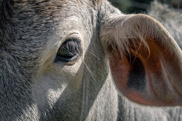 white cow eyes in close up