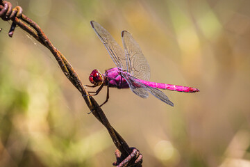 purple dragonfly landed in a line - Powered by Adobe