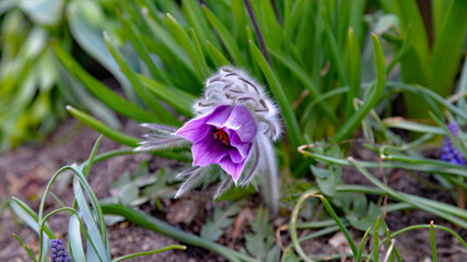 An early spring flowering plant called Pasque flower, often planted in flower beds in the city of Białystok in Podlasie, Poland.