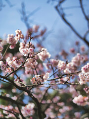 white and pink cherry tree blossom flowers in spring