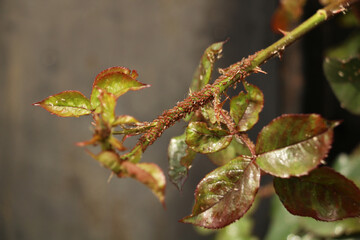 selective focus. Insect pest aphids on rose petals. insect parasites on leaves. Processing of flowers from insect pests in floriculture.	