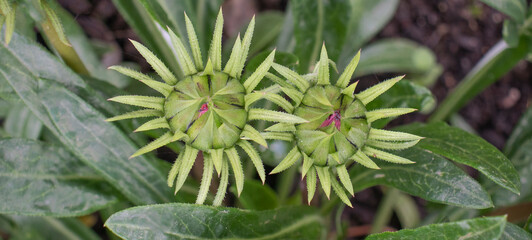 gazania orange in the garden