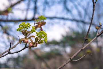 Young leaves on the branch
