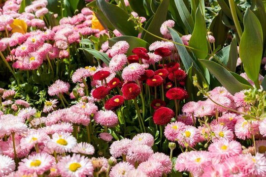 Lovely, densely planted pink and red daisies