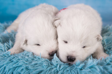 Two small one month old cute white Samoyed puppies dogs