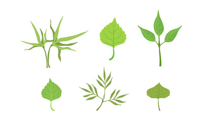 Fototapeta na wymiar Green Leaf and Foliage with Stem and Veins or Fibers Vector Set