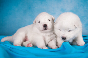 Two small one month old cute white Samoyed puppies dogs
