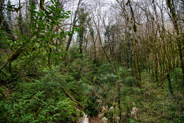 relict jungle forest with yew and boxwood trees in the grove. Soshi, Russia