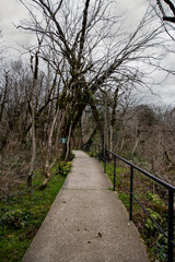 path of relict forest with yew and boxwood trees in the grove cloudy day. Soshi, Russia