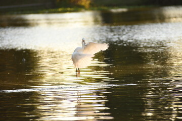 garza blanca