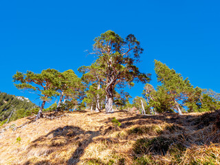 View up the hill to the Herzogstand peak of Bavaria