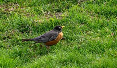 Robin