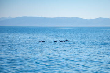 Obraz premium Group of wild dolphins in adriatic sea near croatia cost
